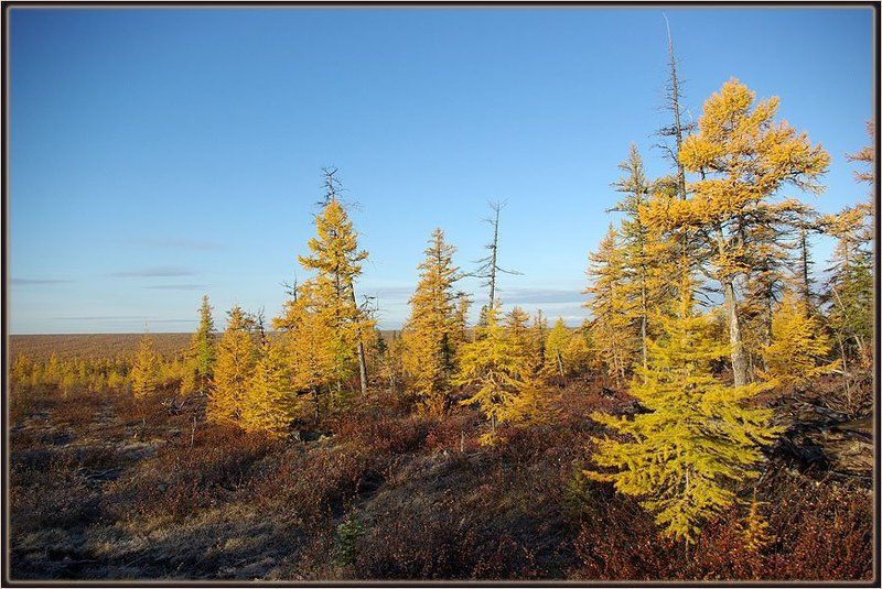 тайга, осень Бабье летоphoto preview