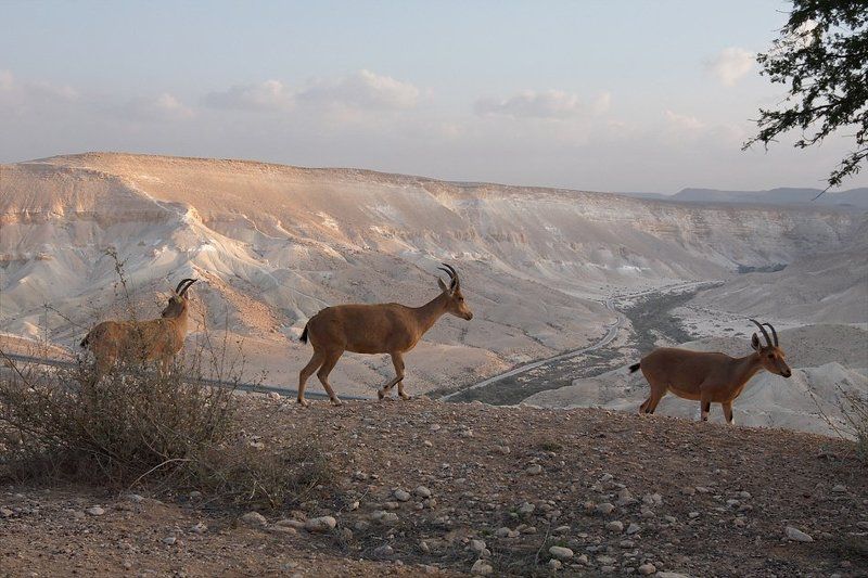 Новогодний этюд с козочкамиphoto preview