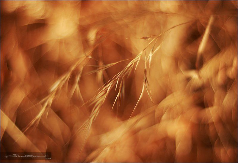 shd, www.shad0w.ru >>photo preview