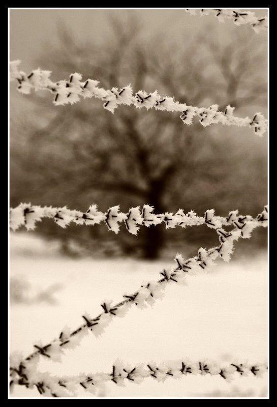 колючая проволока, дуб, зима В неволе фото превью