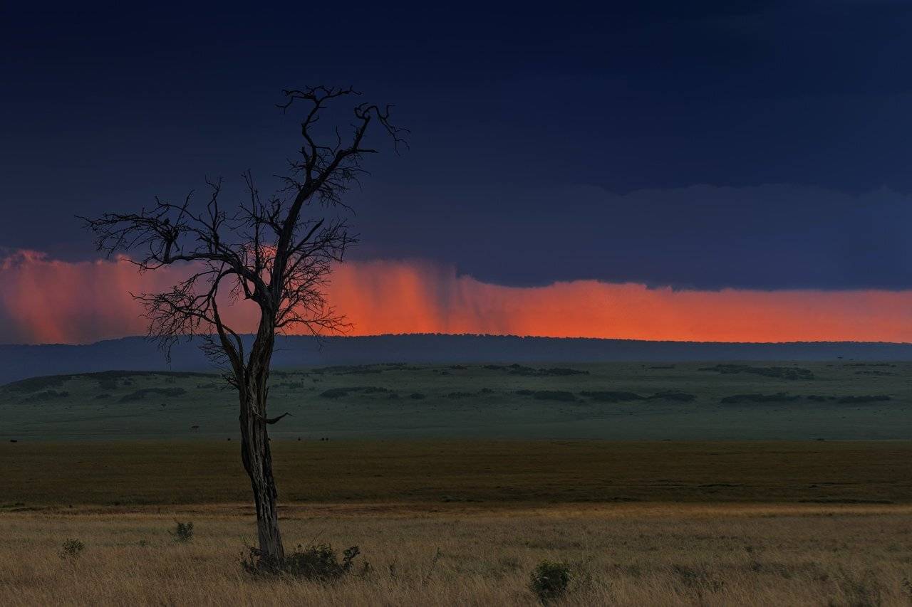 Про маленькую птичку, которая в отличие от других птичек не боялась непогоды и любила мечтать, наблюдая за дождём в саванне. Автор: Николай Зиновьев африка, кения, масай, мара, пейзаж, Николай Зиновьев