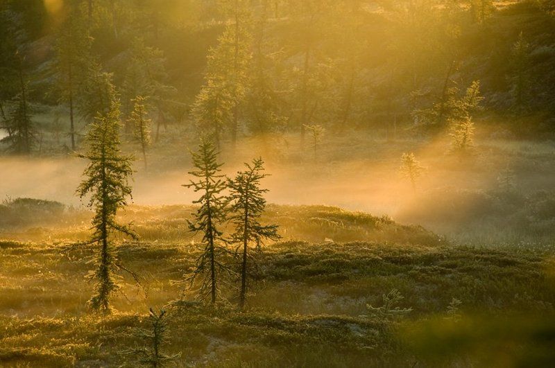 север, природа, туман, утро , пейзаж, лучь солнца золотогоphoto preview