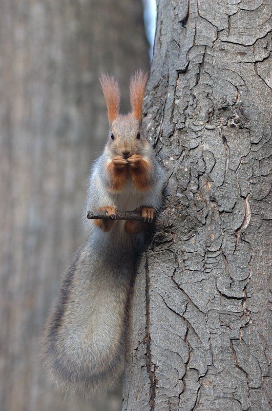кисловодск, курортный парк, теренкур, белка, 2008 вышла бы знатная шубаphoto preview