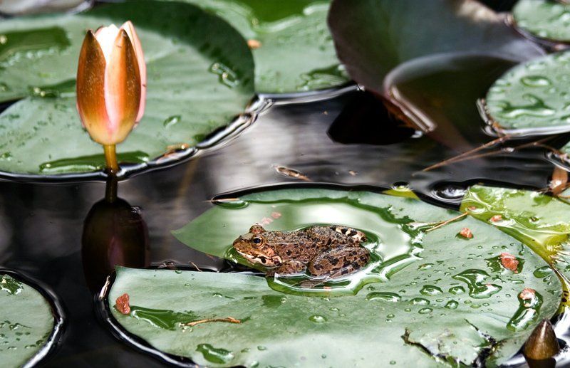 Царевна - лягушкаphoto preview