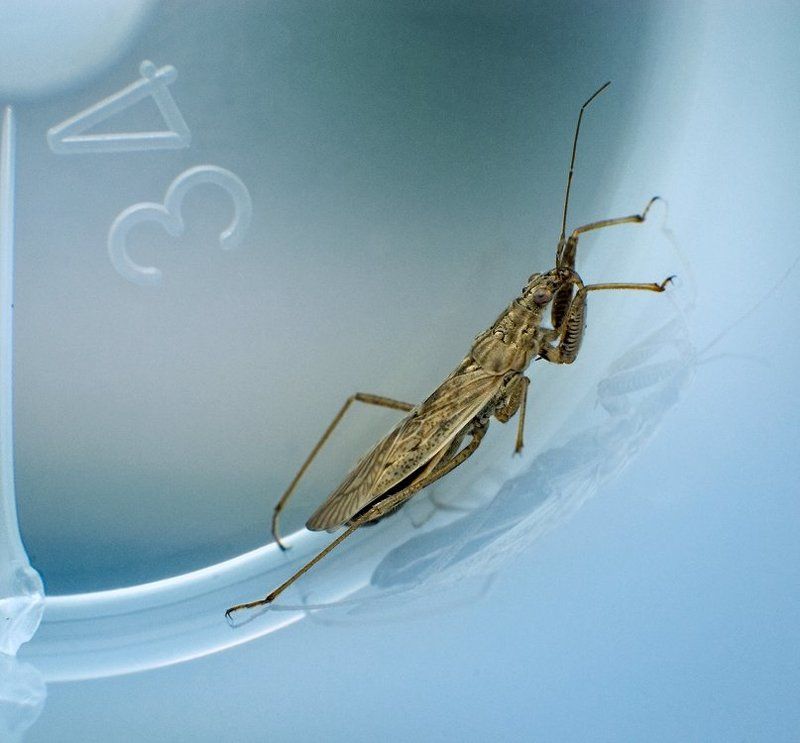 макро,насекомое photo preview