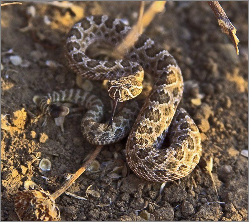 Щас как цапну!photo preview