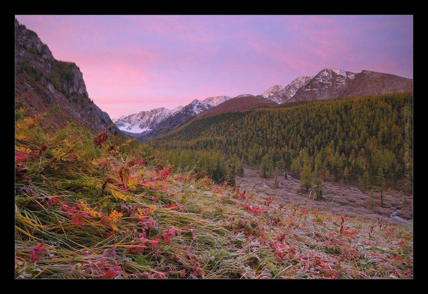 алтай, куйгук, горы, река, трава, иней, деревья, золотая осень, рассвет, Александр Ермолицкий