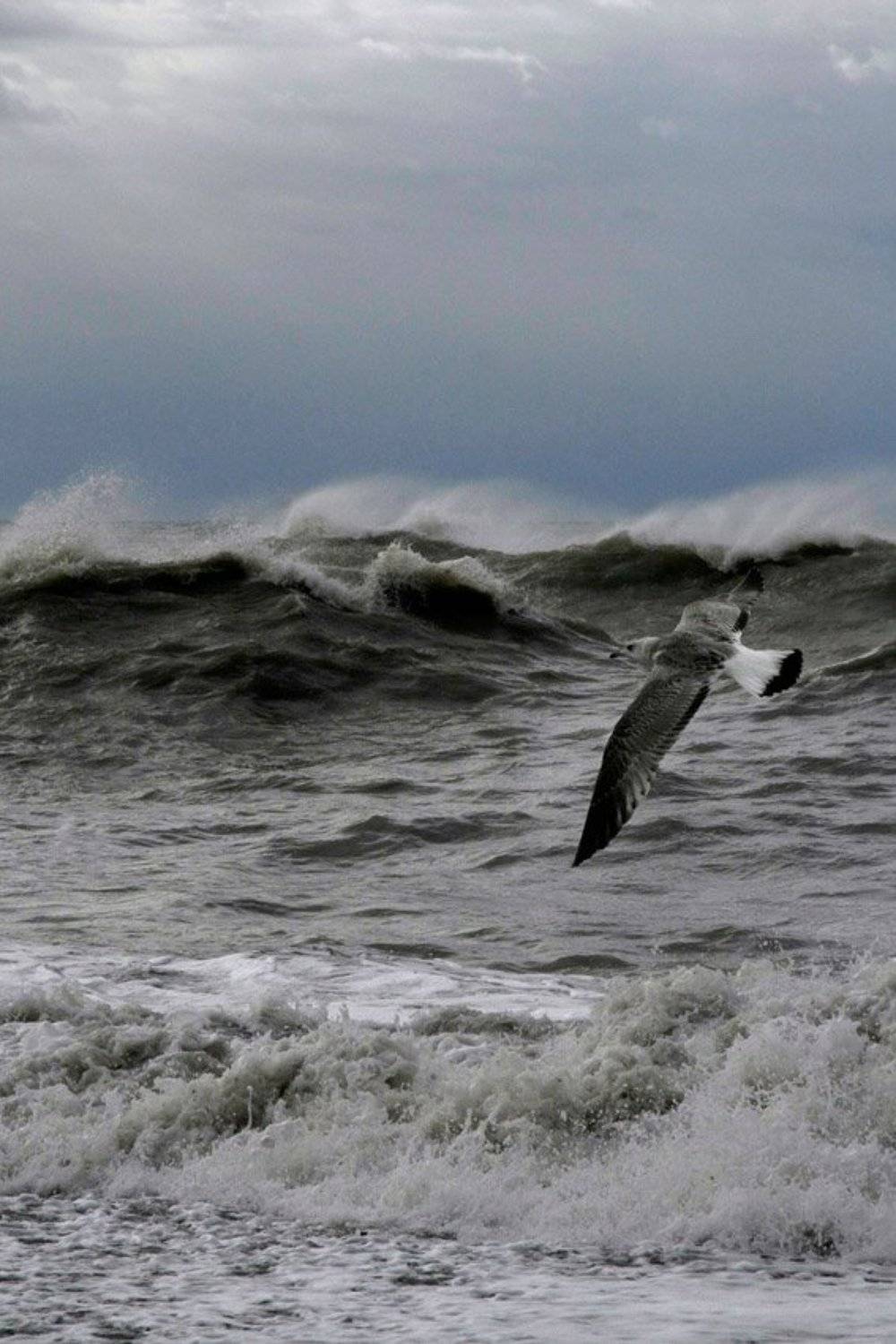 ***. Автор: IgorGella , IgorGella