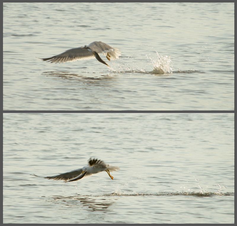 север, животные, птица, без труда, не вытащишь рыбу из пруда#2photo preview