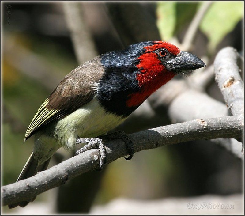 мореми, moremi, дельта окаванго, okavango delta, ботсвана, botswana, африка, africa Да, да... Я весь - внимание...photo preview