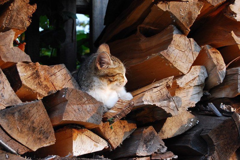 Последние теплые деньки……photo preview