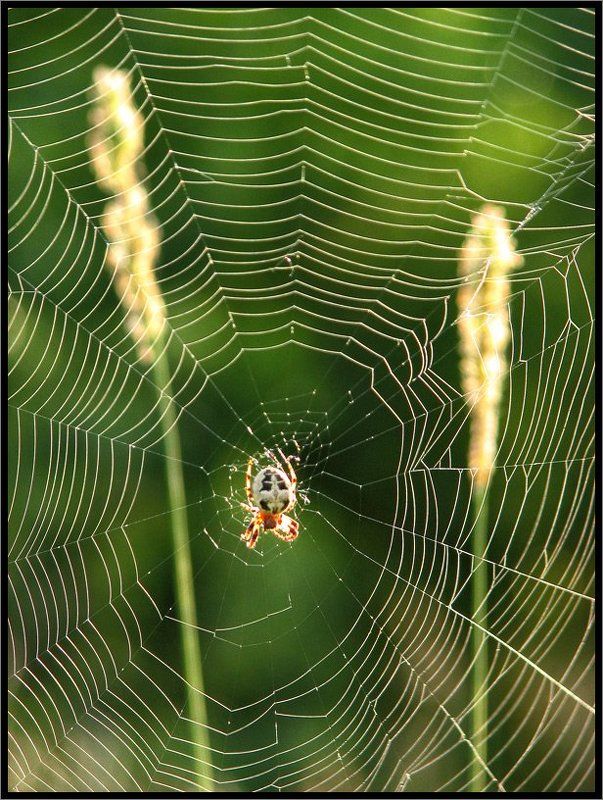 Живая мишеньphoto preview