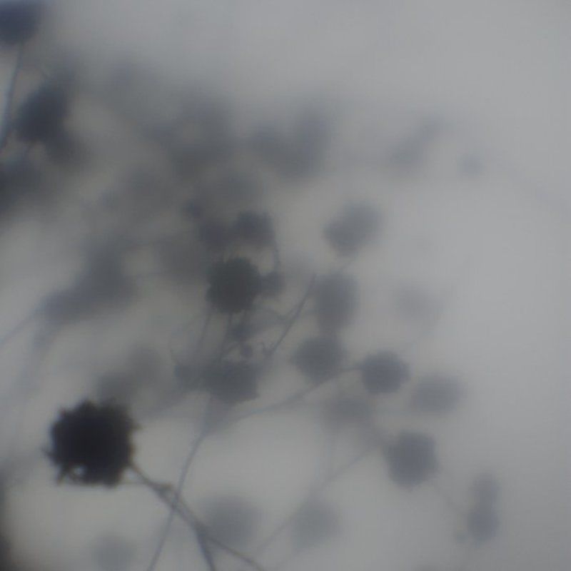 IMGP7101.jpgphoto preview