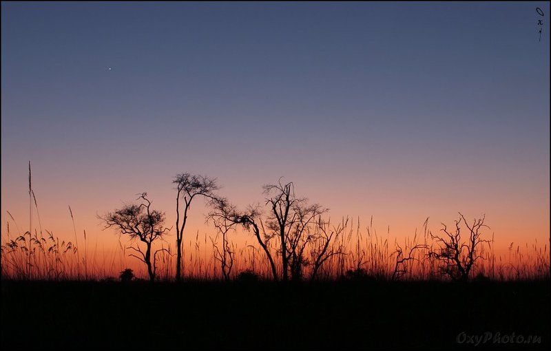 мореми, moremi, дельта окаванго, okavango delta, ботсвана, botswana, африка, africa Пробуждение...photo preview