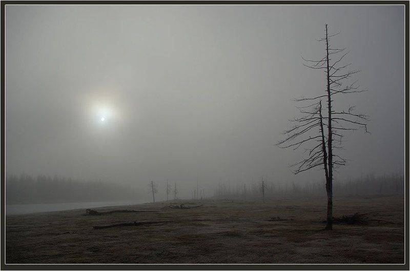 север, сухостой Одиночествоphoto preview