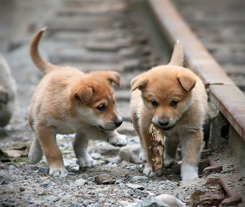 щенки ****photo preview