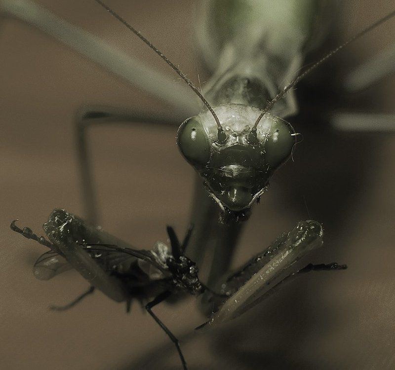 богомол,макро,природа,обед *photo preview