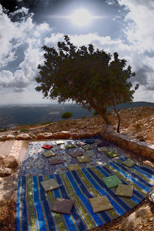 О значении дерева в жарком климатеphoto preview