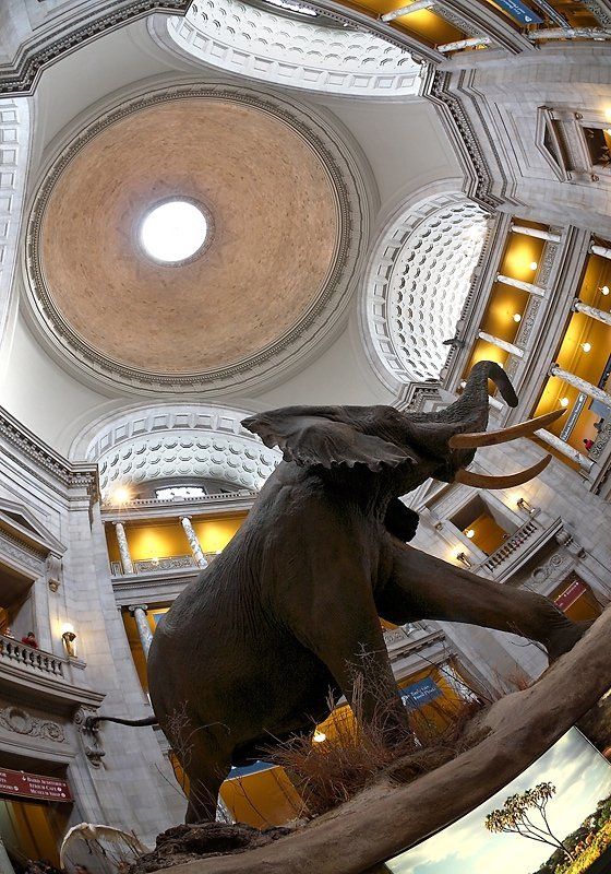 Побег в Африкуphoto preview