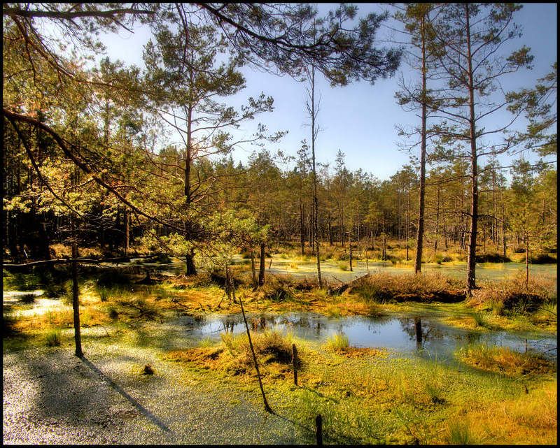 Болото. Подготовка к осени фото превью