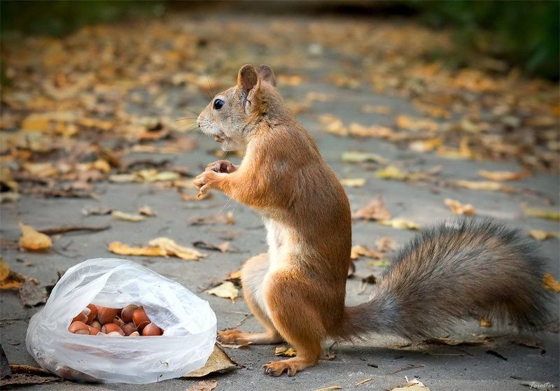 белка Про рыжее счастьеphoto preview