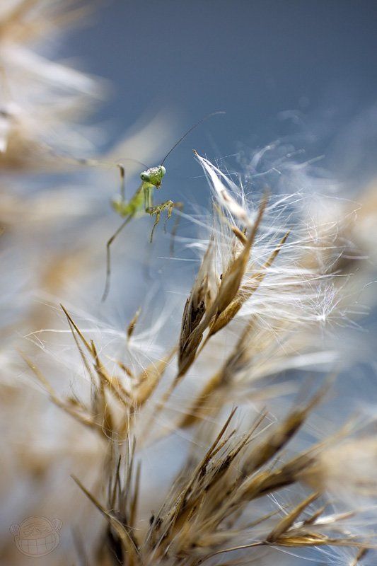 богомол, макро, личинка, колоски Над пропастью во ржиphoto preview