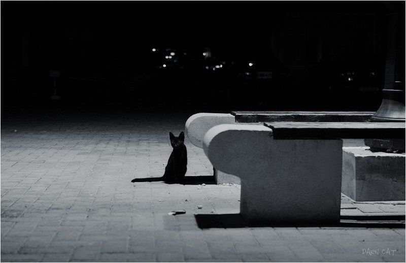 кипр, пафос, кот, в, порту, ночь, тень, черная, фонарь Ночь в порту фото превью