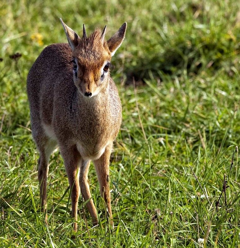 антилопа Я маленький,но смелый!photo preview
