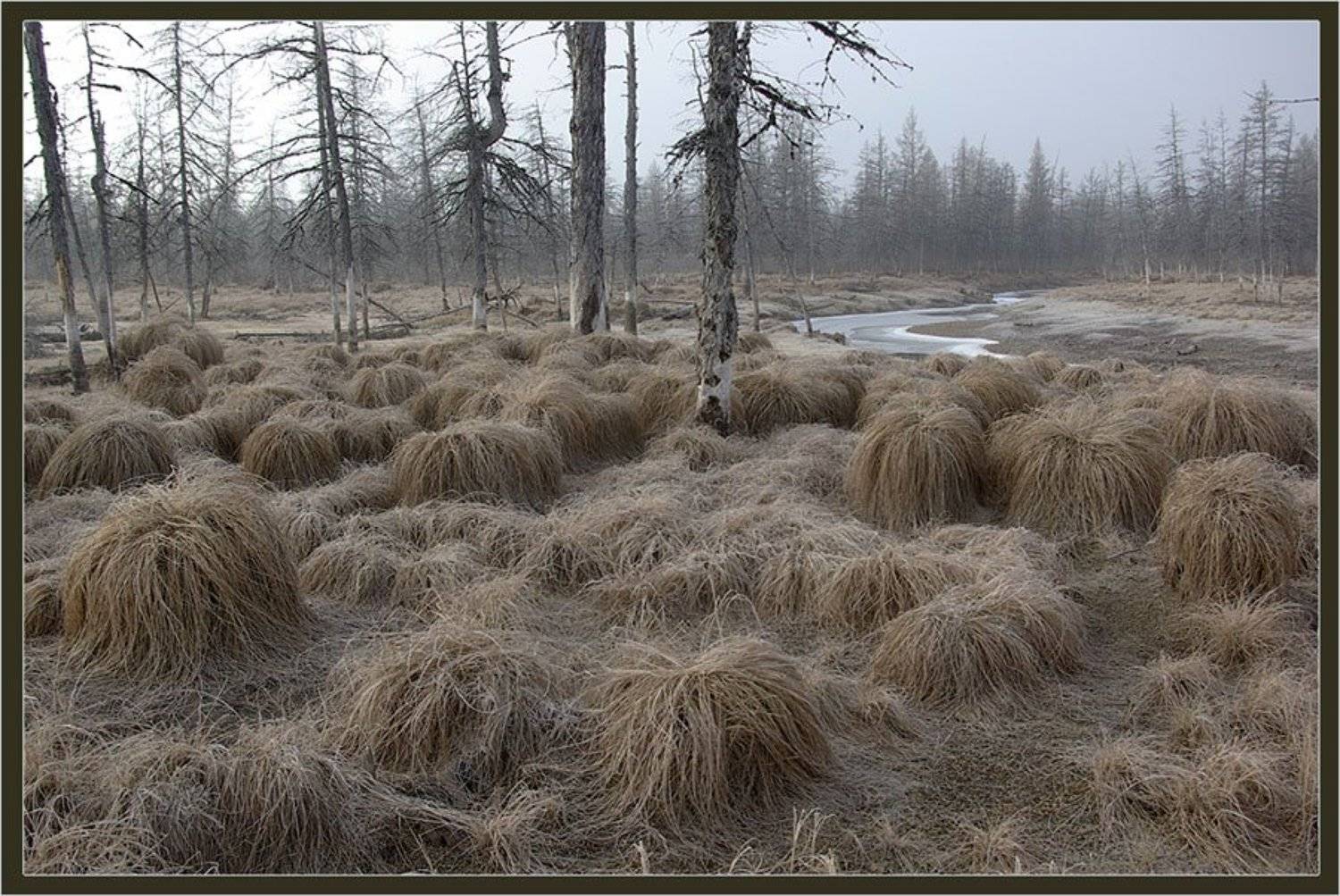 Дыхание Зимы. Автор: Солодухин Виктор тайга, север, предзимье, Солодухин Виктор