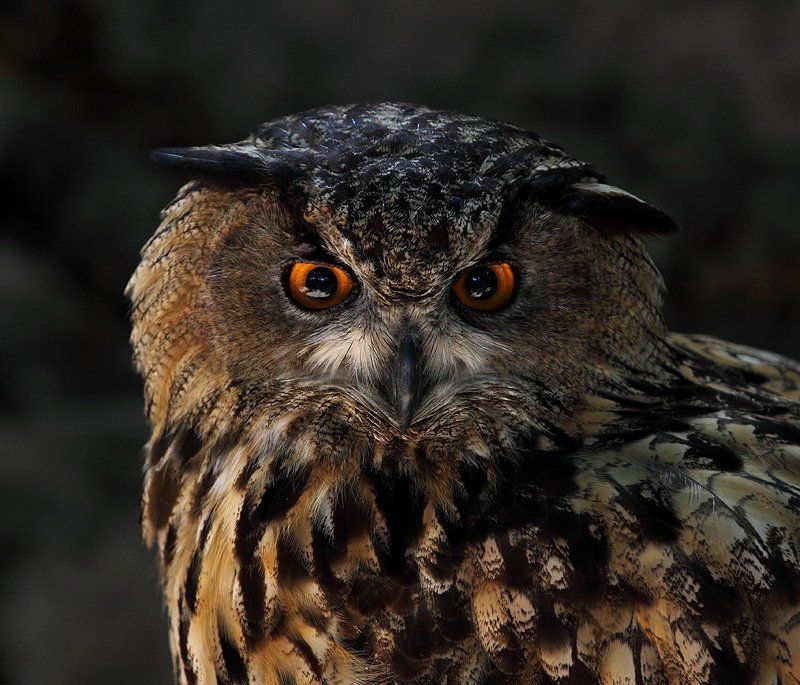 Ночной стражникphoto preview