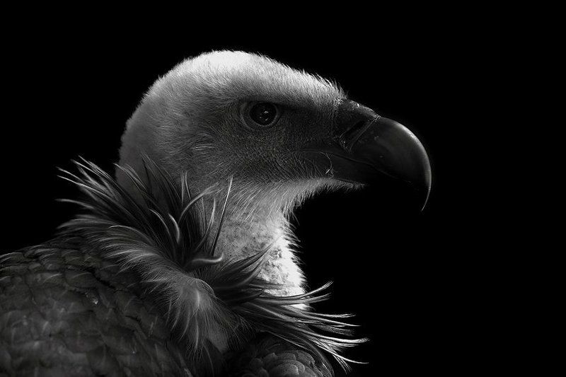 Взорphoto preview