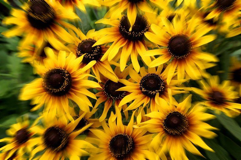 цветы Дети солнцаphoto preview