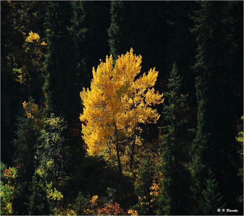 Протуберанецphoto preview