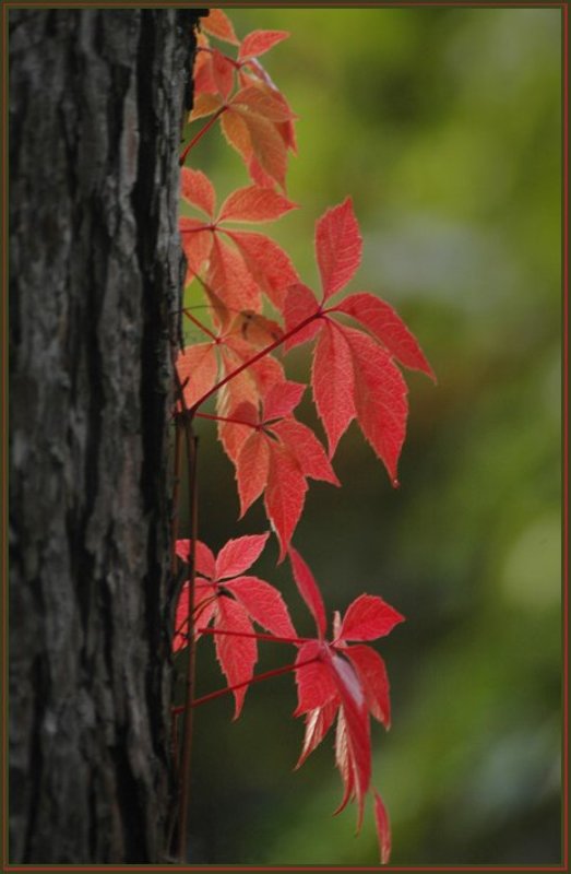 Дикий виноградphoto preview