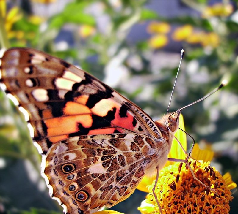 Легкостьphoto preview