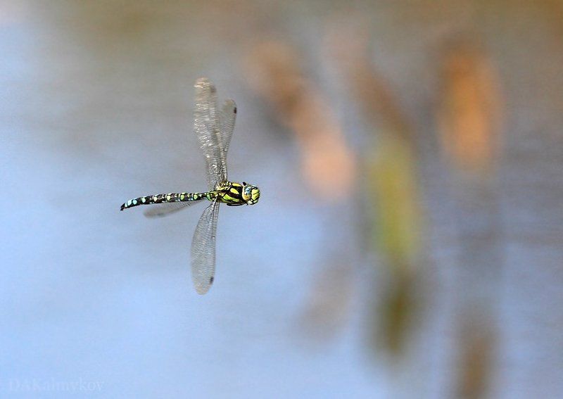 стрекоза Коромыслоphoto preview