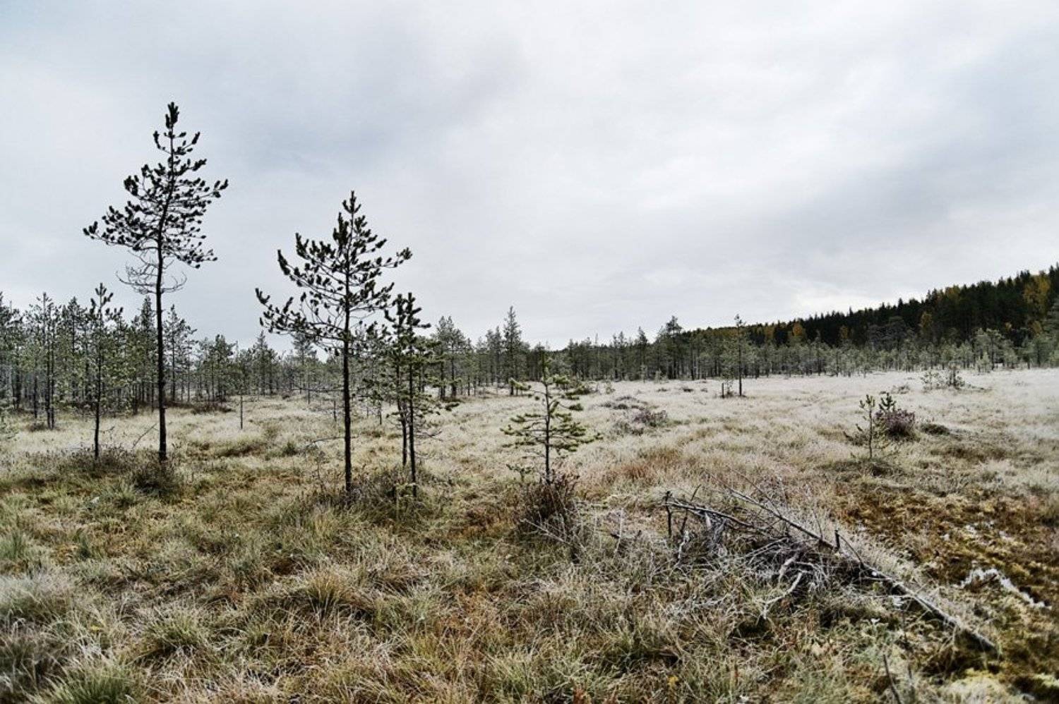 Дыхание зимы. Автор: Евгений Пугачев. осень,иней,природа,болото,облака,, Евгений Пугачев.