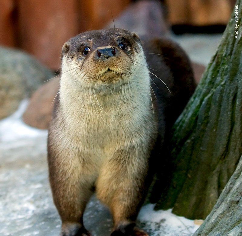 выдраphoto preview