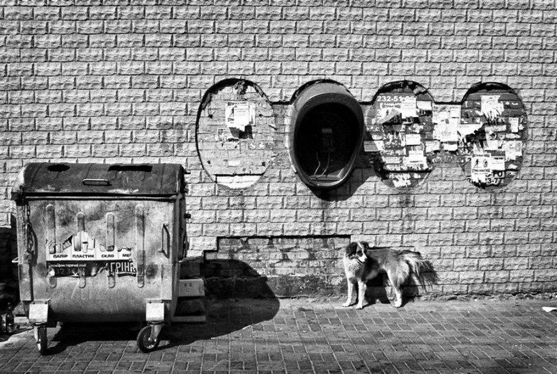 Собака, бак и таксофон.photo preview