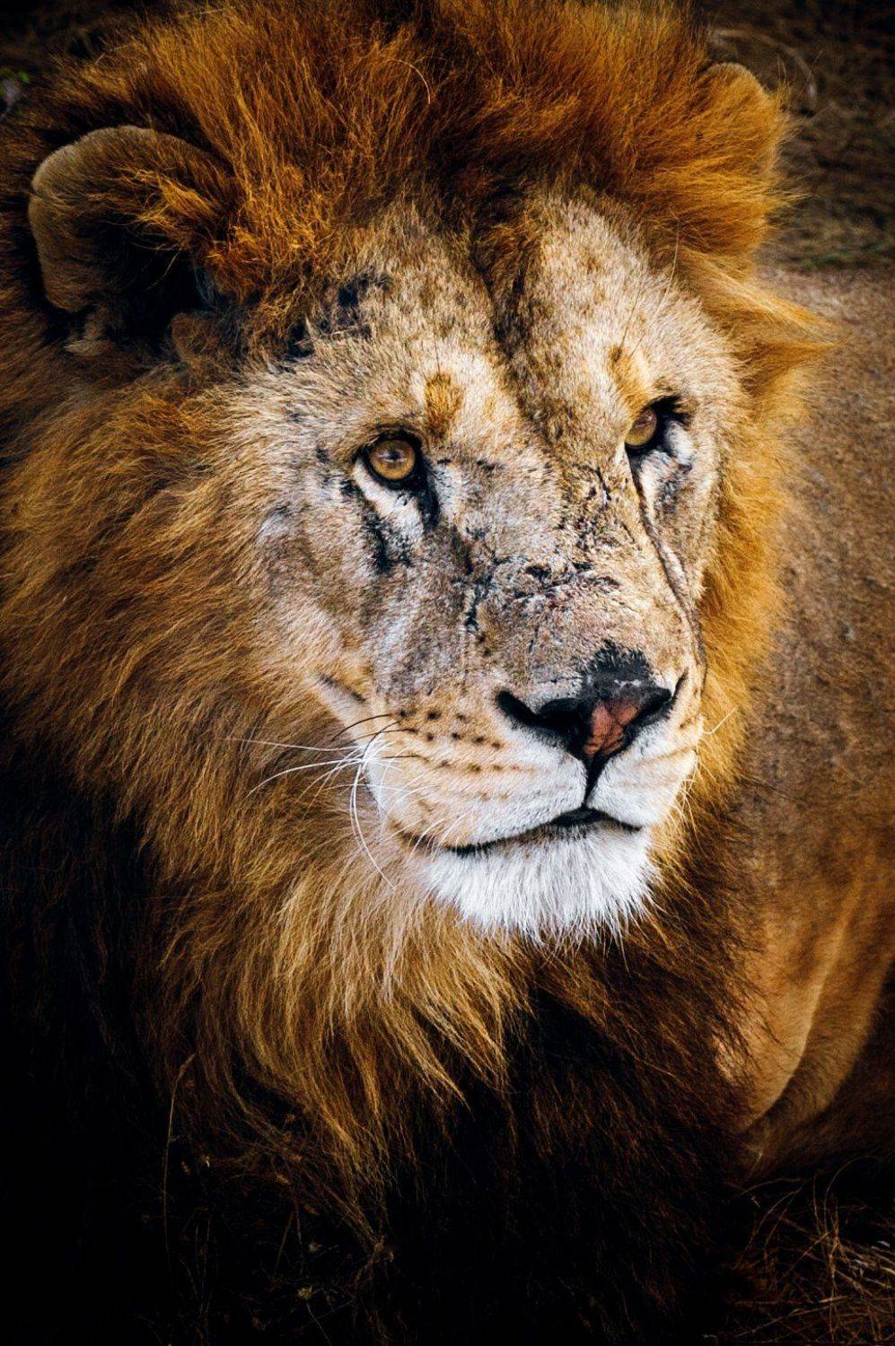 Портрет. Автор: Андрей Лободин Animals, Color, Life, Light, Lion, Nature, Nikon, Photohunter, Wildlife, Андрей Лободин