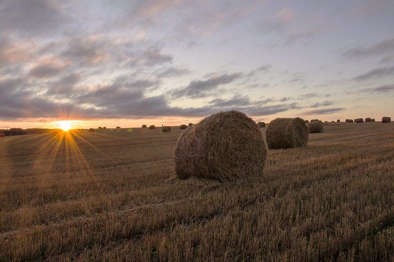 россия, природа, московская область, рулончики, солома, вечер, утро, рассвет, закат, луна, солнце Рулончики соломы в последние дни лета фото превью