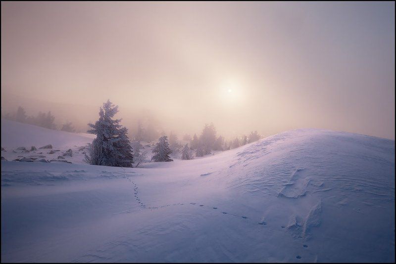 верблюды, зима, облако, туман, шерегеш, ярославский виталий Верблюды в Облакахphoto preview