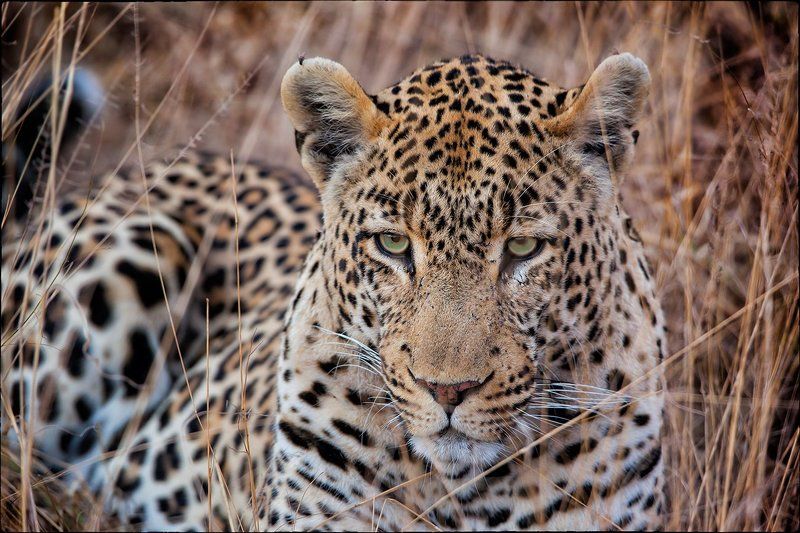 Дзенphoto preview