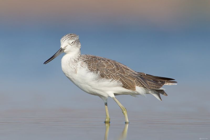 птица,кулик,большой улит Спокойствиеphoto preview