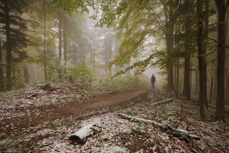 карпаты, грибы, октябрь В лесуphoto preview