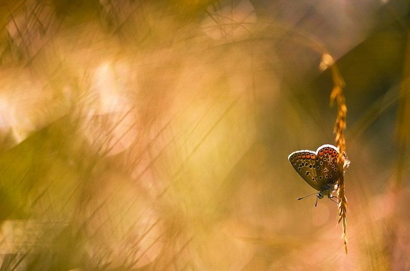 Восточный мотив.photo preview