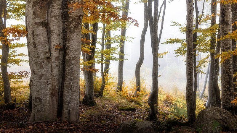 българия, витоша, гора, тумань Перед взором лесаphoto preview