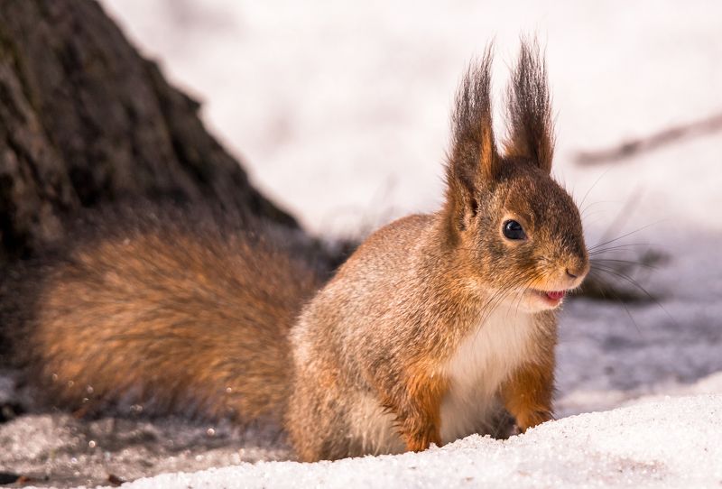 белки Химический белкphoto preview