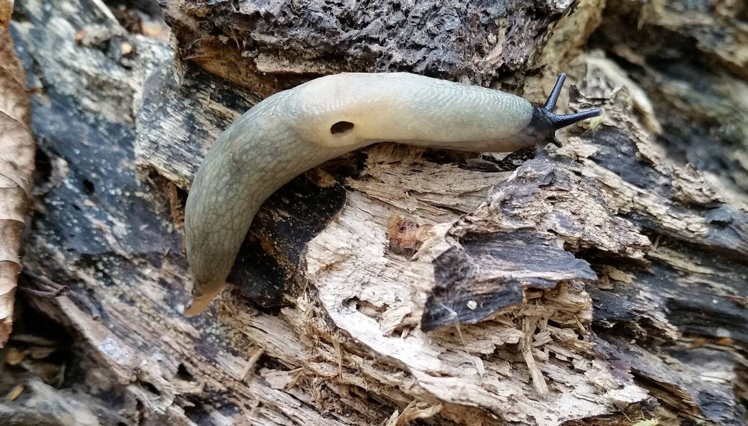 парк тимирязевской академии, лесная фауна, Сергей Житков