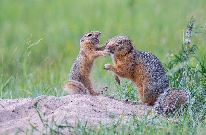 Суслячья разборкаphoto preview